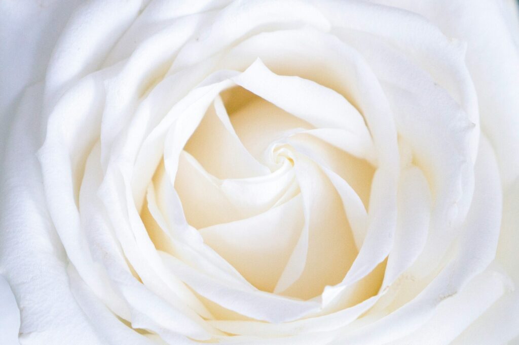 Light Pink and White Bouquets That Add Soft Romance to Your Big Day